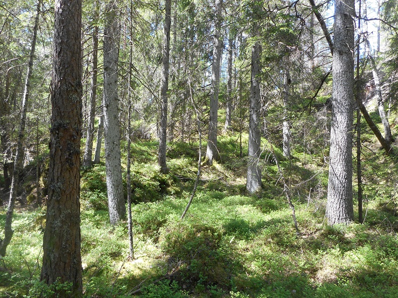 Flerskiktad och olikåldrig barrnaturskog vid Keddebo-Kynnefjäll. Foto: Steve Daurer.