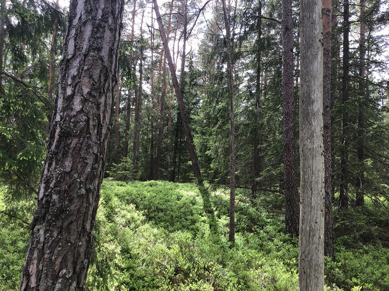 Gamla tallar med inslag av talltorrträd finns i skogen vid Nötevattnet-Aborrvattnet i Tanums kommun. Det finns gott om blåbärsris i fältskiktet. Foto: Steve Daurer.