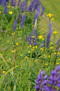 Blomsterlupin